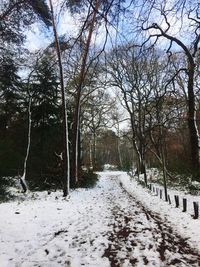 Snow covered bare trees in forest