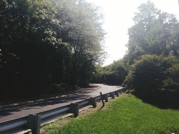 Trees in park