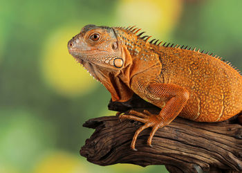 Close-up of iguana