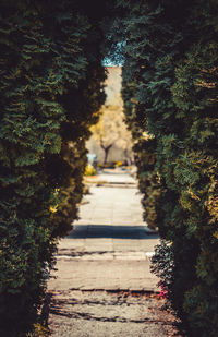 Footpath in garden