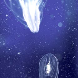 View of bubbles in water