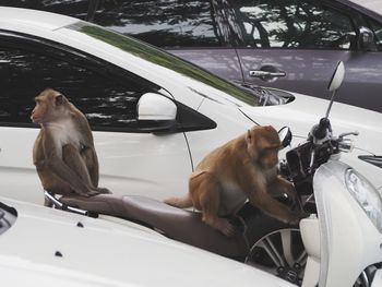 Horses in a car