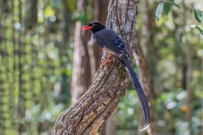 Low angle view of bird perching on tree