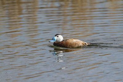 Duck swimming in lake