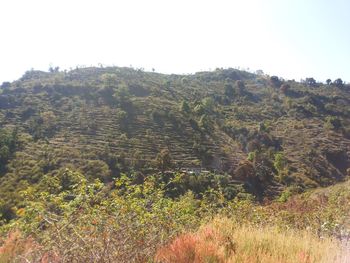 Low angle view of trees against clear sky