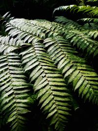 Close-up of fern leaves