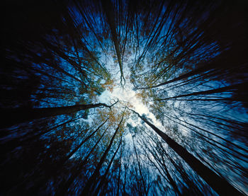 Low angle view of trees in forest