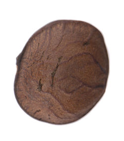 Close-up of bread against white background