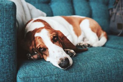 Close-up of dog resting on sofa at home