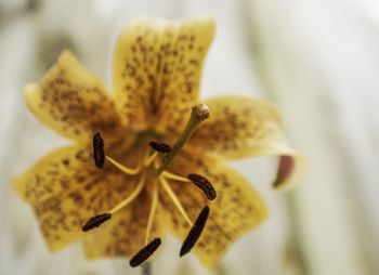Close-up of yellow flowering plant