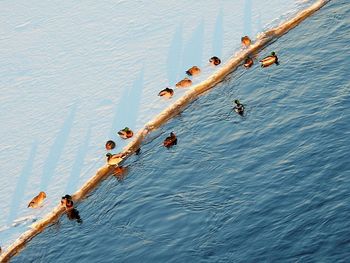 People swimming in pool