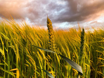 crop
