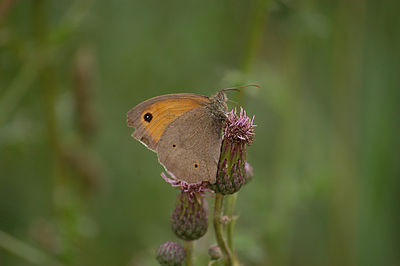 Close-up of butterfly perching on flower
