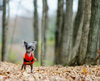 Chinese crested dog on field against trees during winter