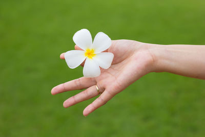 Close-up of hand holding frangipani