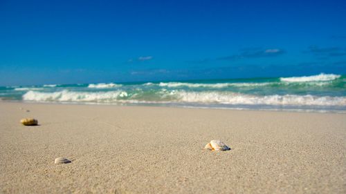 Close-up of crab on beach against blue sky