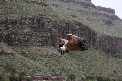 View of eagle with mountain in background