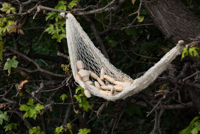 Close-up of lizard on tree