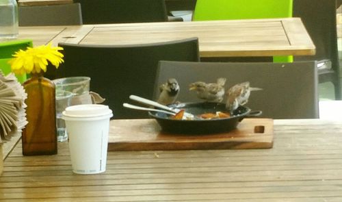 Cat on table at home