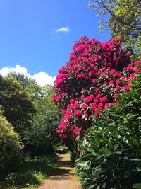 Pink flowers blooming on tree