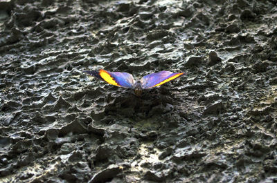 High angle view of purple flower on rock