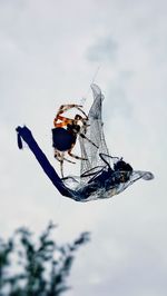 Low angle view of insect against sky