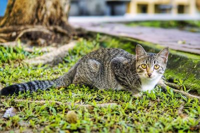 Portrait of a cat on field