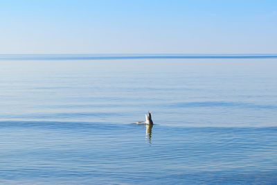 Man swimming in sea against clear sky
