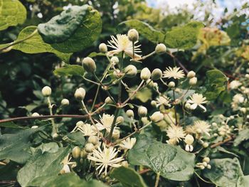 Close-up of flowering plant