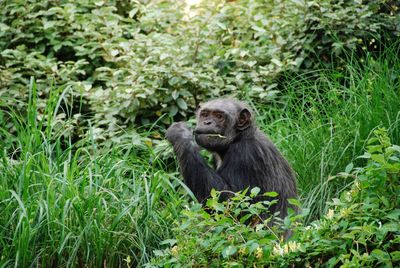 Monkey sitting on grass