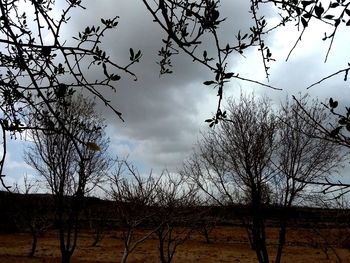 Low angle view of silhouette bare trees on field against sky