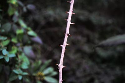 Close-up of twigs