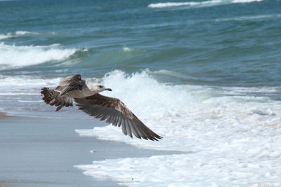 Seagull flying over sea