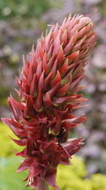 Close-up of red flower blooming