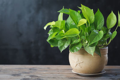 Close-up of potted plant on table