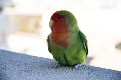 Close-up of a parrot