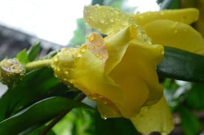 Close-up of wet yellow flowers