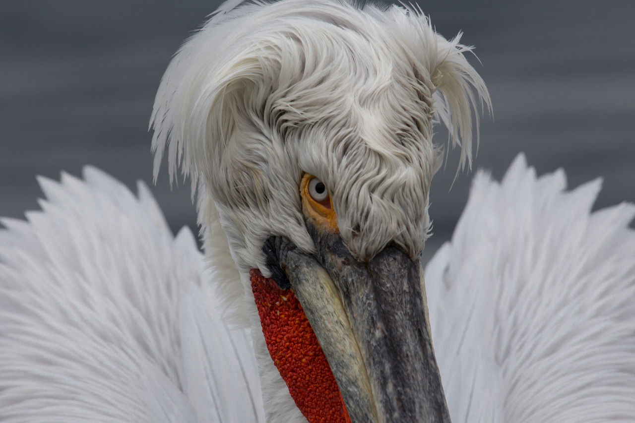 CLOSE-UP OF A BIRD AGAINST THE WATER