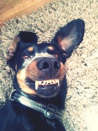 Close-up portrait of a dog