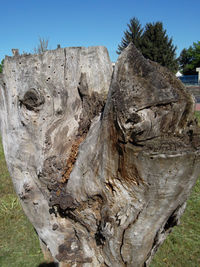 Close-up of tree stump