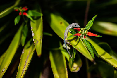 Close-up of insect on leaf