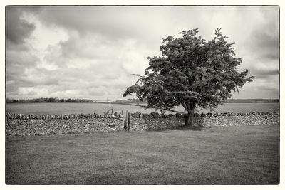 Tree on field against sky