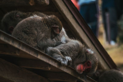 Close-up of monkey sleeping on wood