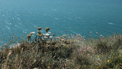 High angle view of plants at beach