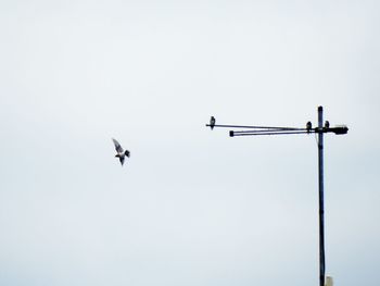 Low angle view of birds on television aerial against clear sky