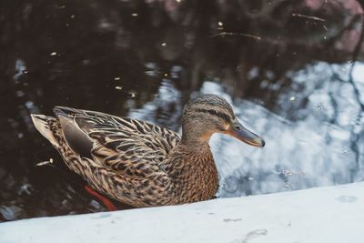 Close-up of duck swimming in snow