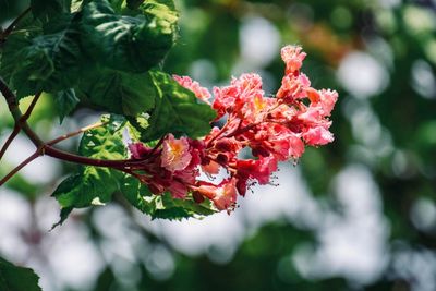 Close-up of red flowering plant