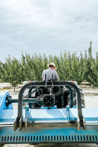 Back view of unrecognizable man driving tractor and mowing grass between rows of apricot trees on sunny summer day on farm
