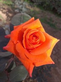 Close-up of orange rose