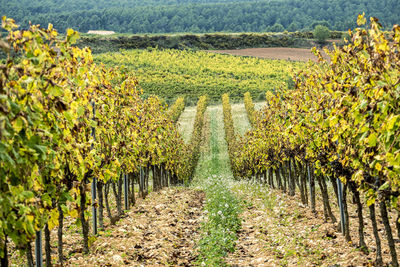 View of vineyard against plants